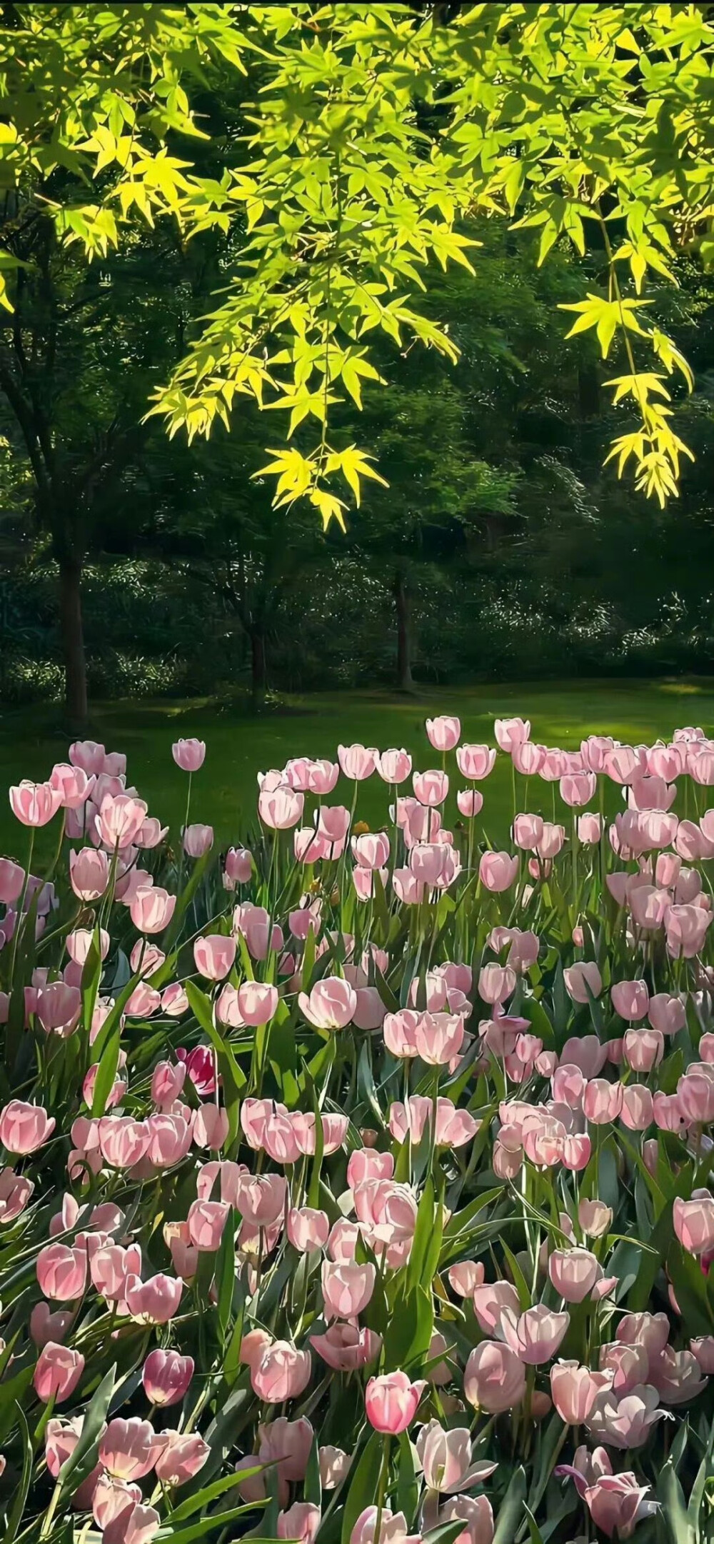 ᐟ.ᐟ#ins风壁纸