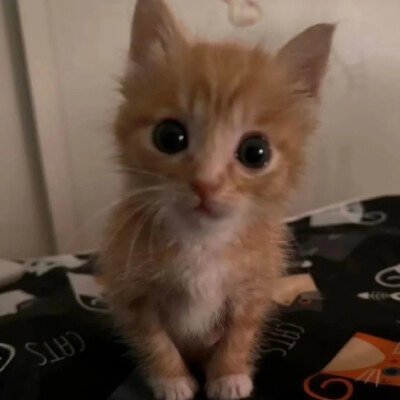 小猫