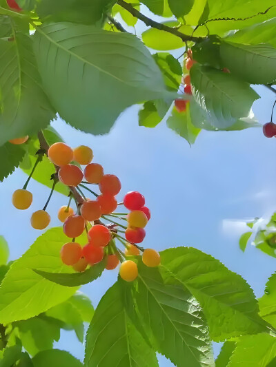 樱桃