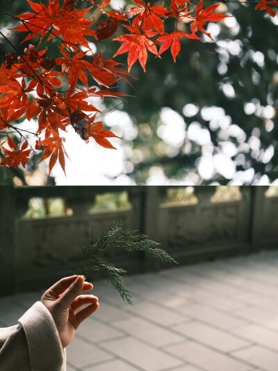 “生命是一颗长满可能的树”
摄影@陳事物語