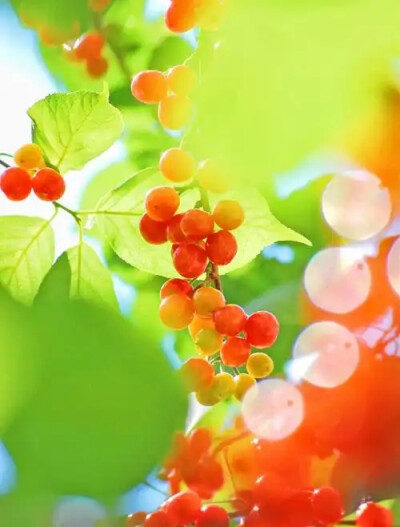樱桃