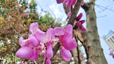 紫荆花开春光美