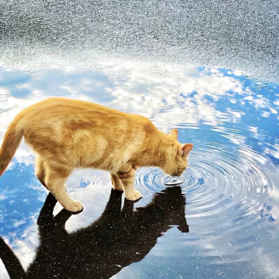 小猫