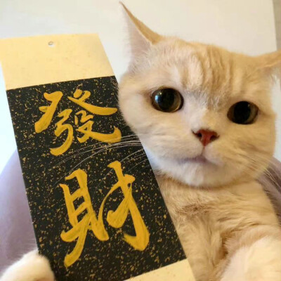 可爱猫猫头像