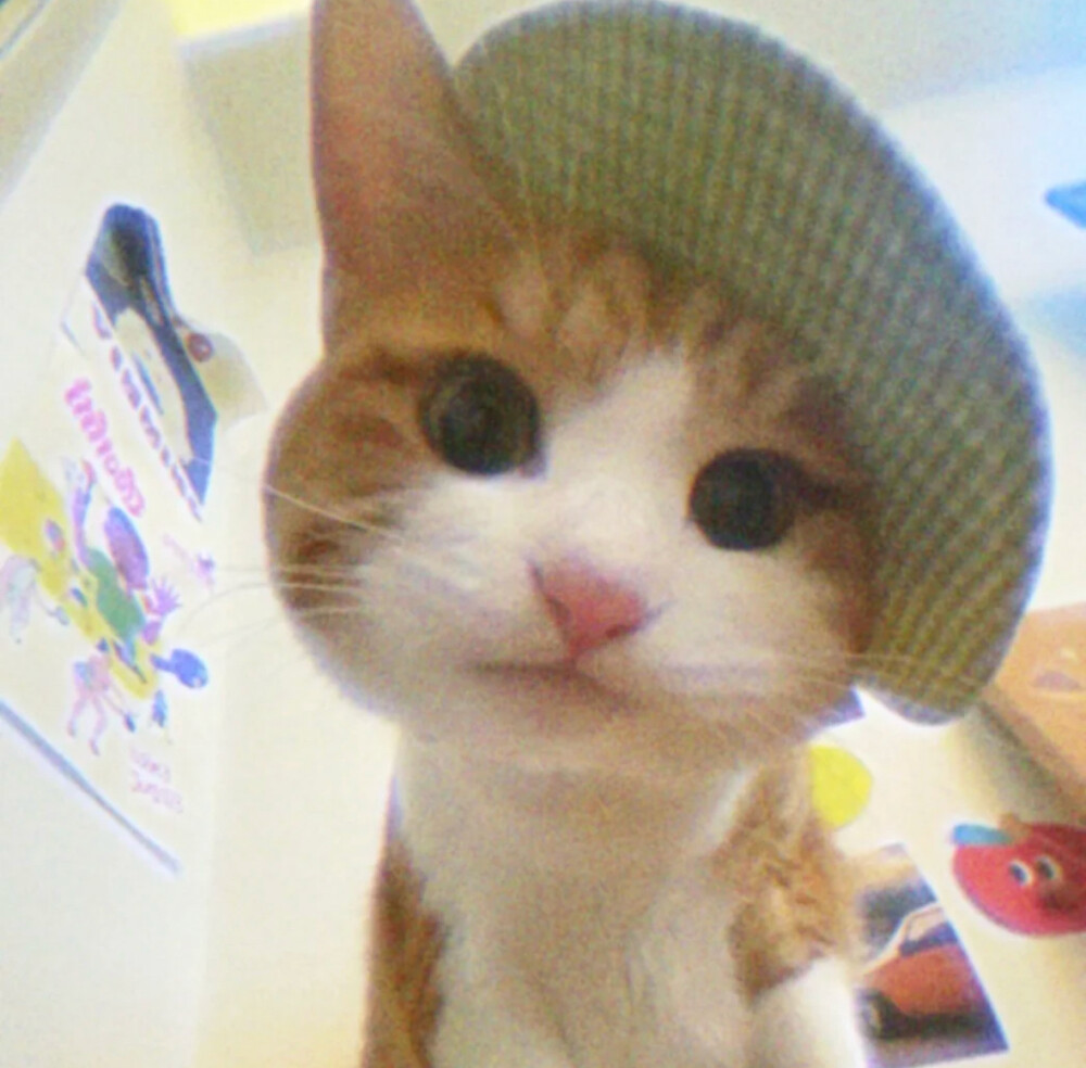 可爱猫猫头像