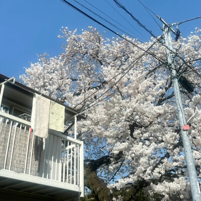 只有日本 早樱