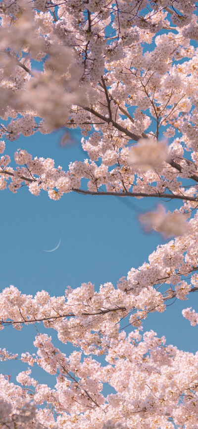 一树繁花