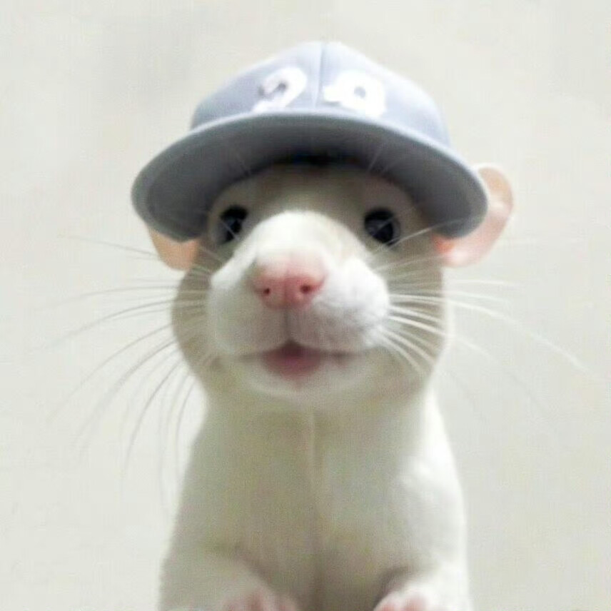 小鼠证件照
#萌宠头像#
