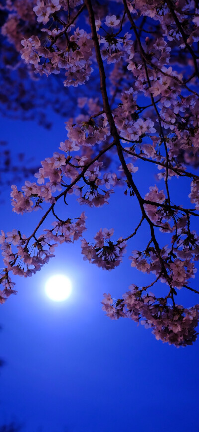 一树繁花