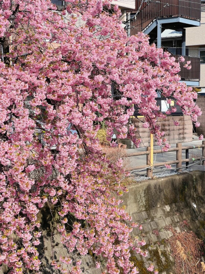 只有日本 早樱