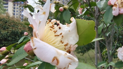 山茶花开春意浓