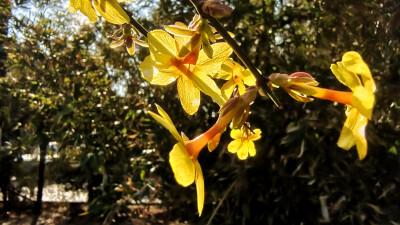 迎春花：天津大港世纪广场绿植迎春花花开，象征着正式进入春天。