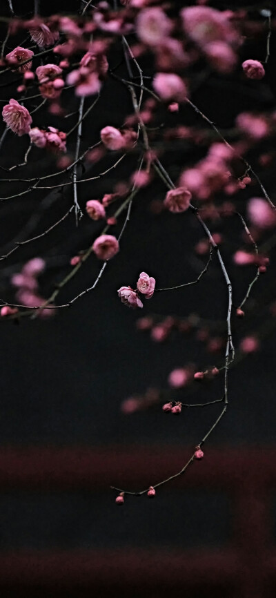 一树繁花