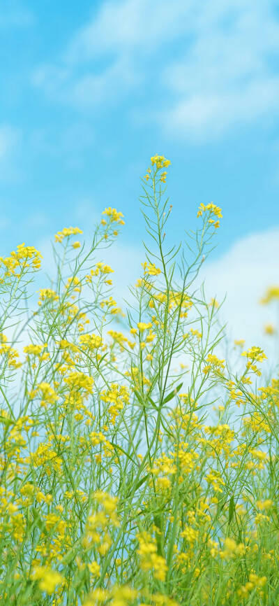 一树繁花