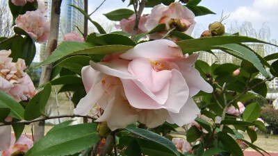 山茶花开春意浓