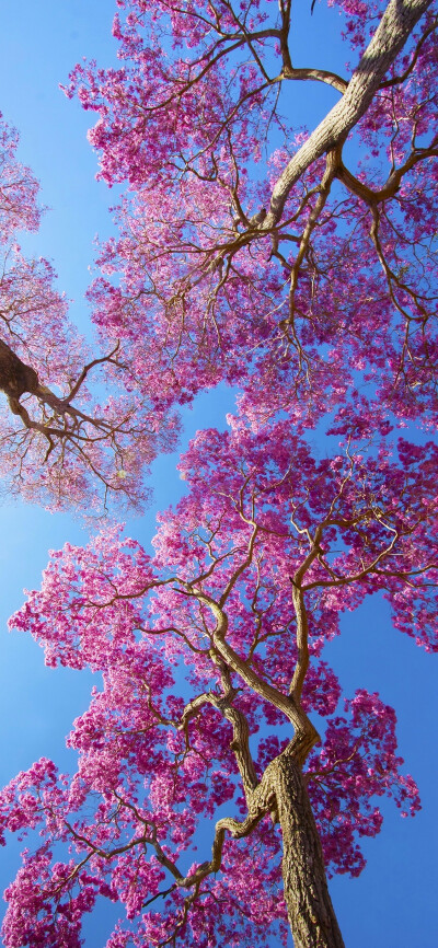 一树繁花