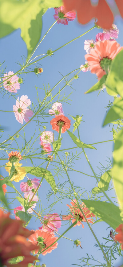 一树繁花