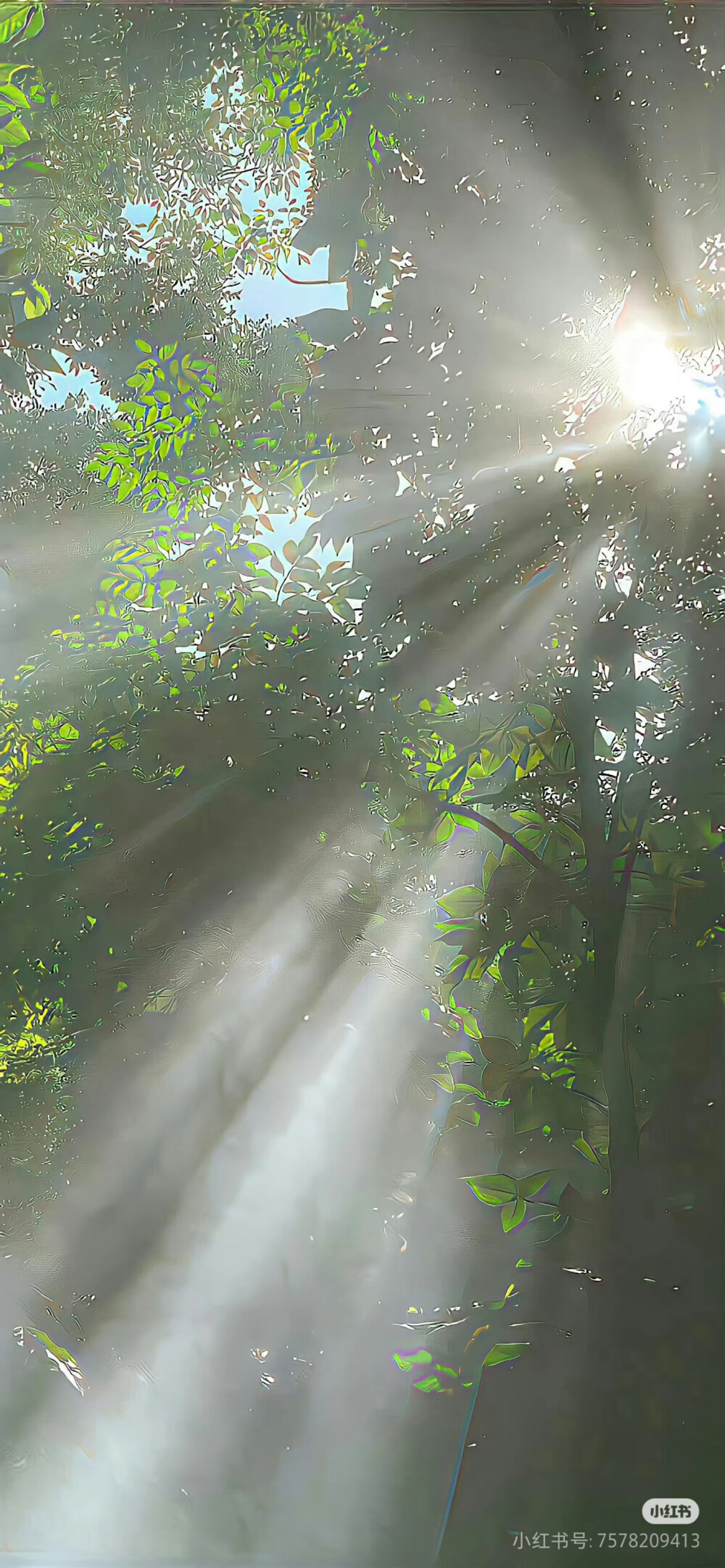 壁纸