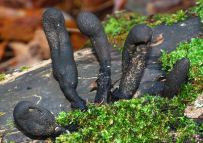 多形炭角菌（Xylaria polymorpha）