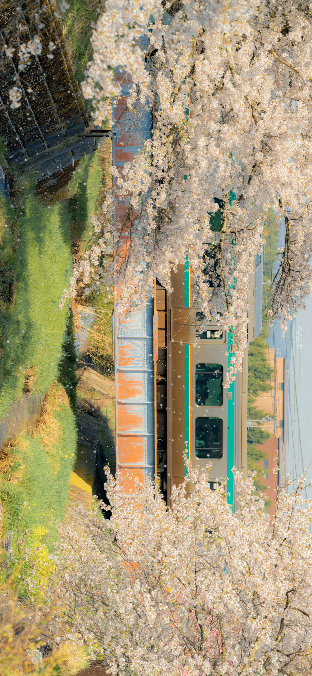 樱花 ©kelvin李