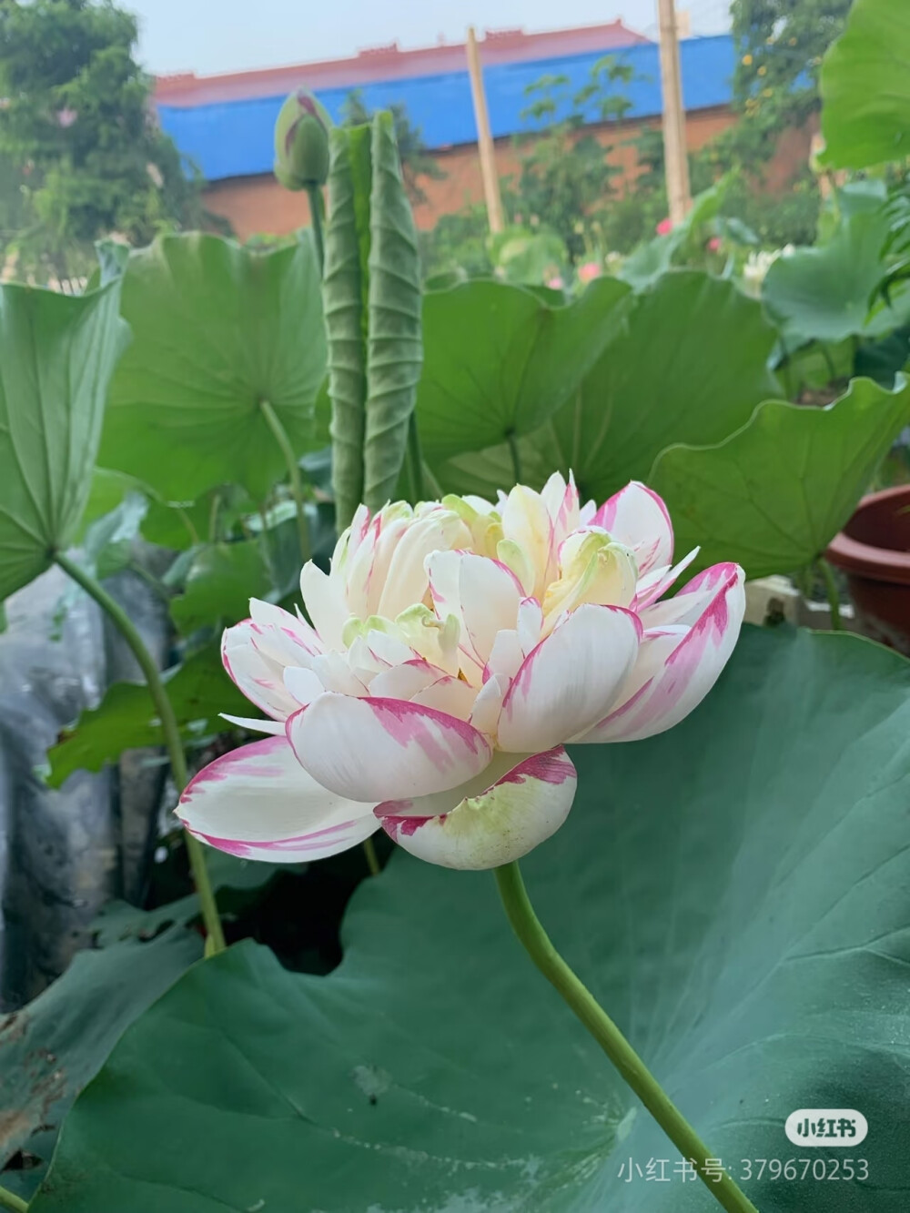 大型荷花-大洒锦