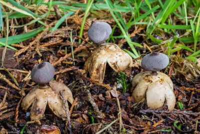 Geastrum britannicum