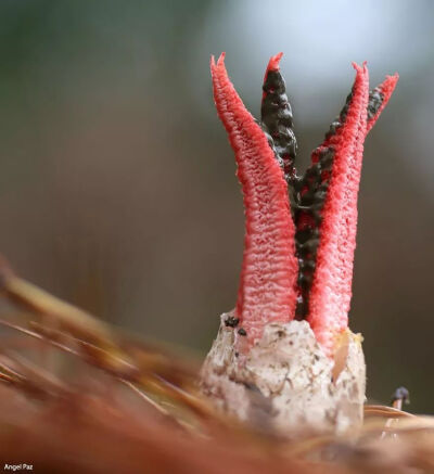 阿切氏笼头菌（Clathrus Archeri）