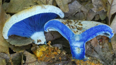 蓝绿乳菇（Lactarius Indigo）