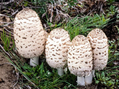 鸡腿菇（Coprinus comatus）