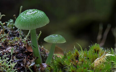 明绿湿伞（Hygrocybe graminicolor）