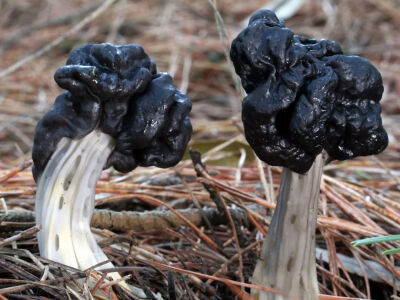 多洼马鞍菌（Helvella lacunosa）