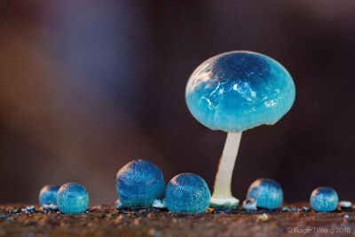 炫蓝蘑菇（Mycena interrupta）