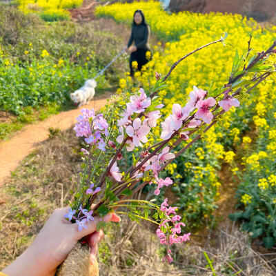 为什么沉迷自然？
因为春秋往来从不受人世间的风波动荡影响，今日发生再大的事情，走出门外，都可以找到春天来临的证据。面对自然，就是面对永恒。一切有绝对的秩序，有绝对的真理。动物植物都在其中完成自己的使命…