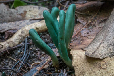 绿小舌菌（Microglossum viride）