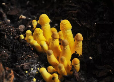 纯黄白鬼伞（Leucocoprinus birnbaumii）