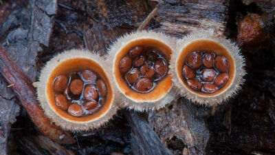 黑蛋巢菌（Cyathus stercoreus）