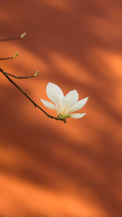小花