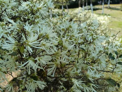 在春光里，白花檵木悄然绽放！