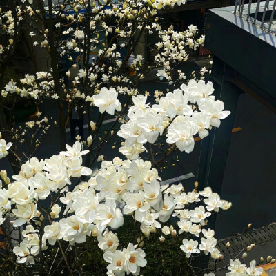 小花
