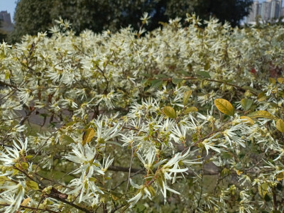 在春光里，白花檵木悄然绽放！