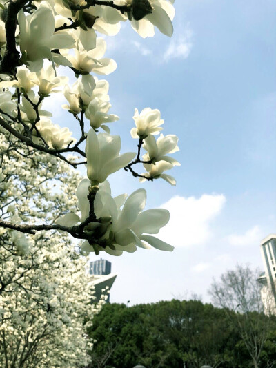 小花