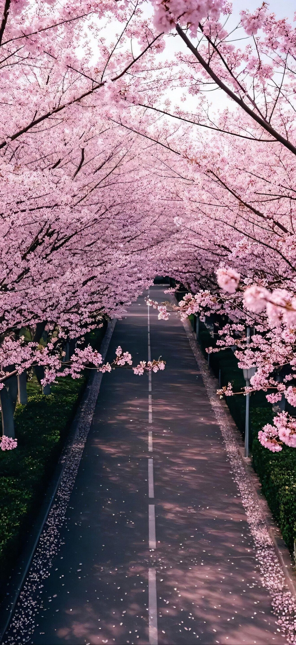 樱花