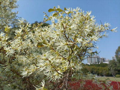 在春光里，白花檵木悄然绽放！