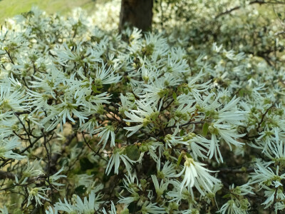 在春光里，白花檵木悄然绽放！