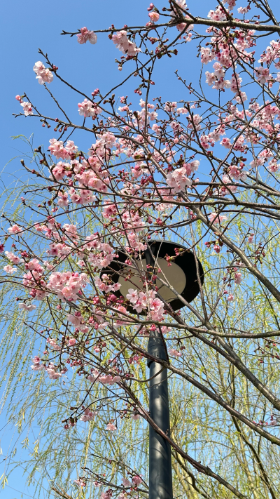 舒肤茄