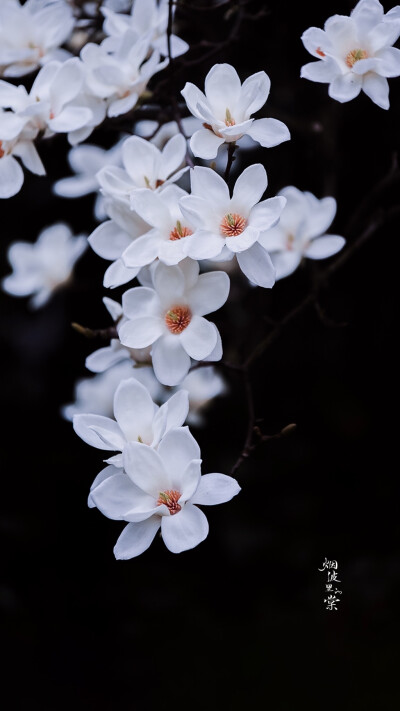 小花