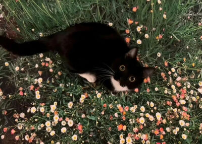 小猫IPad电脑壁纸