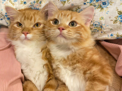 小猫IPad电脑壁纸