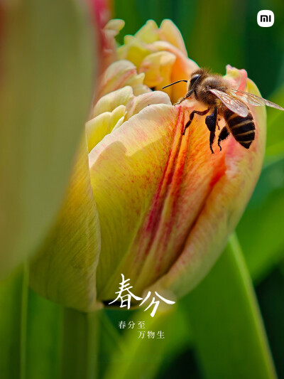 小米手机24节气海报