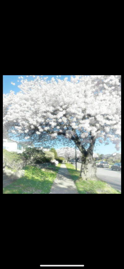 雪